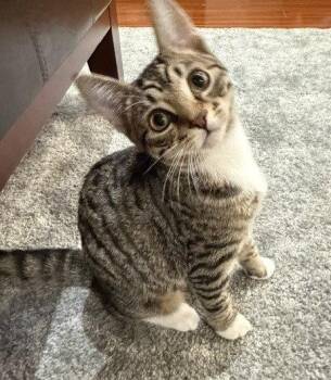 Ember (+Sibling) -  Domestic Short Hair Cat for Adoption in Richmond Hill, Ontario - Ember (+Sibling) | PetCurious