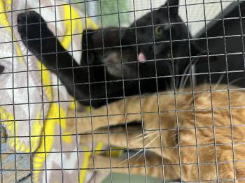 Rescue Domestic Short Hair Cats for Adoption in Media, Pennsylvania - Hercules | PetCurious