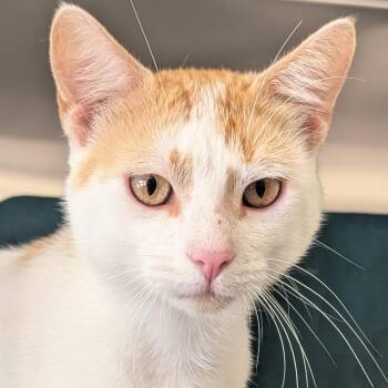 Barnaby -  Domestic Short Hair Cat for Adoption in Jefferson, Wisconsin - Barnaby | PetCurious
