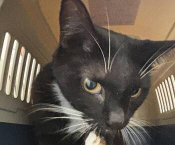Champion -  Domestic Short Hair Cat for Adoption - Champion | PetCurious
