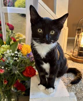Camembert -  Domestic Short Hair Cat Available for Adoption in Cincinnati, Ohio - Camembert | PetCurious