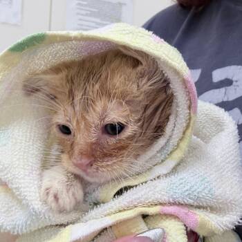 Flynn -  Domestic Short Hair Cat for Adoption in Auburn, Alabama - Flynn | PetCurious