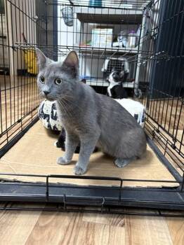 MEOWRADONA -  Domestic Medium Hair Cat for Adoption in Sugar Land, Texas - MEOWRADONA | PetCurious
