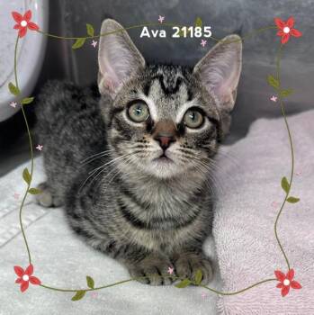 AVA (see also ALICE & ADAM) -  Domestic Short Hair Cat for Adoption in Marietta, Georgia - AVA (see Also ALICE & ADAM) | PetCurious