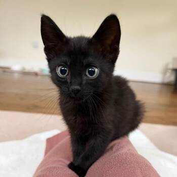 Fizzaroo -  Domestic Short Hair Cat for Adoption in Houston, Texas - Fizzaroo | PetCurious