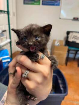 Fee -  Domestic Short Hair Cat for Adoption in Bolivar, Missouri - Fee | PetCurious