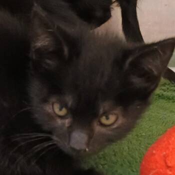 Roxanne -  Domestic Short Hair Cat for Adoption in Palestine, Texas - Roxanne | PetCurious