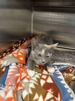 Ghosty -  Domestic Short Hair Cat for Adoption in Hilton Head Island, South Carolina - Ghosty | PetCurious