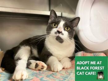 MICA -  Domestic Short Hair Cat for Adoption in Fort Wayne, Indiana - MICA | PetCurious