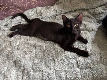 Rescue Domestic Short Hair Cats for Adoption in Mokena, Illinois - Kendra | PetCurious