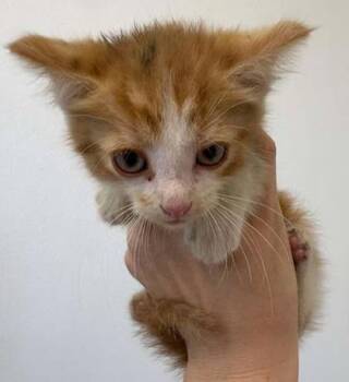 Tiktok -  Domestic Short Hair Cat for Adoption in Lampasas, Texas - Tiktok | PetCurious
