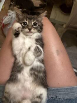 Paris -  Domestic Medium Hair and Tabby Cat for Adoption in Dallas, Texas - Paris | PetCurious