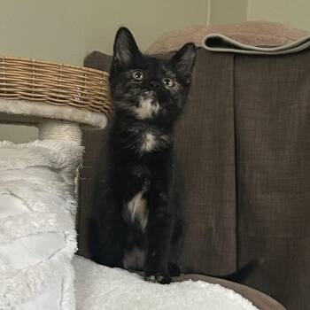 Nutella -  Domestic Short Hair Cat for Adoption in Candler, North Carolina - Nutella | PetCurious