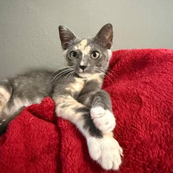 Minnie -  Domestic Short Hair Cat for Adoption in Los Angeles, California - Minnie | PetCurious
