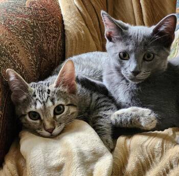 Olivia Benson -  Domestic Short Hair Cat for Adoption in Hampton, Virginia - Olivia Benson | PetCurious