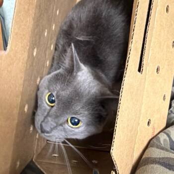 Cindy Lou -  Domestic Short Hair Cat for Adoption in Philadelphia, Pennsylvania - Cindy Lou | PetCurious