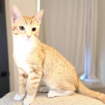 Cheddar -  Domestic Short Hair Cat for Adoption in Crowley, Texas - Cheddar | PetCurious