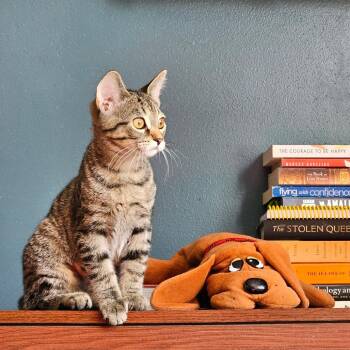 Sienna -  Domestic Short Hair Cat for Adoption in Middleton, Wisconsin - Sienna | PetCurious