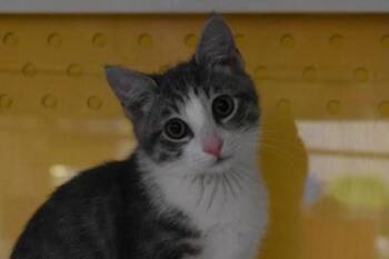 Gordita -  Domestic Short Hair Cat for Adoption in Kansas City, Missouri - Gordita | PetCurious