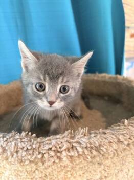 Toothless -  Domestic Medium Hair and Domestic Short Hair Cat for Adoption in Paducah, Kentucky - Toothless | PetCurious