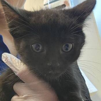 Simon -  Domestic Short Hair Cat for Adoption in Dublin, California - Simon | PetCurious