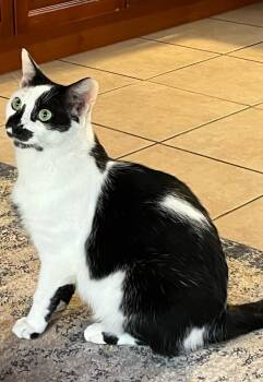 Rescue Domestic Short Hair Cats for Adoption in Sunrise, Florida - Vatsalya | PetCurious