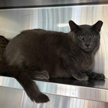 Stormy -  Domestic Short Hair Cat for Adoption in Sarasota, Florida - Stormy | PetCurious