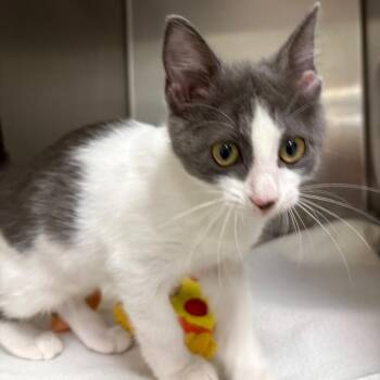 Macaroon -  Domestic Short Hair Cat for Adoption in Milton, Florida - Macaroon | PetCurious