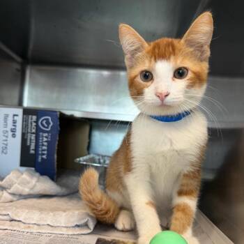 Rusty Dusty -  Domestic Short Hair Cat for Adoption in Chicago, Illinois - Rusty Dusty | PetCurious