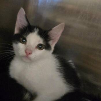 Gerald -  Domestic Short Hair Cat for Adoption in Idaho Falls, Idaho - Gerald | PetCurious