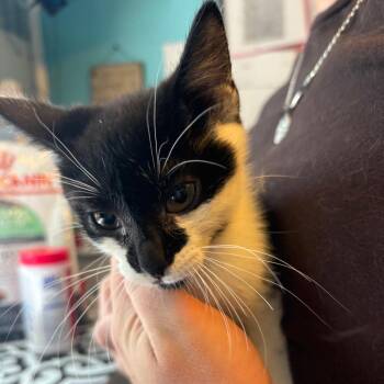 Pincer -  Domestic Short Hair Cat Available for Adoption in Pennsville Township, New Jersey - Pincer | PetCurious