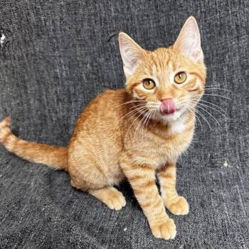 Domestic Short Hair Cats Available for Adoption in Waterloo, Iowa - Harvey | PetCurious
