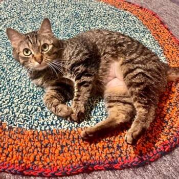 Gatuna -  Domestic Medium Hair Cat for Adoption in Des Moines, Iowa - Gatuna | PetCurious