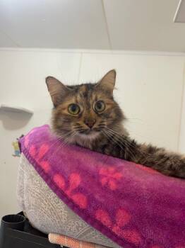 Rescue Domestic Medium Hair Cats for Adoption in Bourbonnais, Illinois - Mama Beans | PetCurious