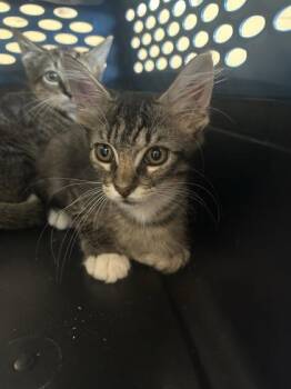 Thor -  Domestic Short Hair Cat for Adoption in Largo, Florida - Thor | PetCurious