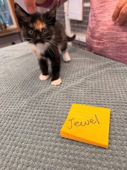 Jewel -  Calico Cat for Adoption in Vancouver, Washington - Jewel | PetCurious