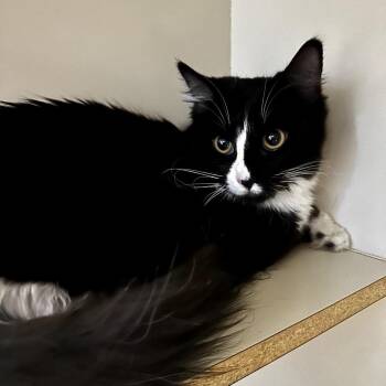 Domestic Long Hair Cats Available for Adoption - Harmony | PetCurious