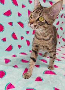 Wren -  Calico Cat for Adoption in Kingsland, Georgia - Wren | PetCurious