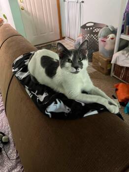 CROCKPOT -  Domestic Short Hair Cat for Adoption in Grand Forks, North Dakota - CROCKPOT | PetCurious