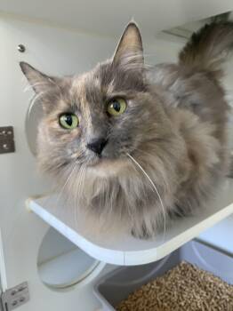 Domestic Long Hair Cats Available for Adoption in Grass Valley, California - Cranberry | PetCurious
