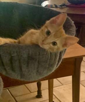 Rescue Domestic Short Hair Cats for Adoption in Danielsville, Georgia - Toby | PetCurious