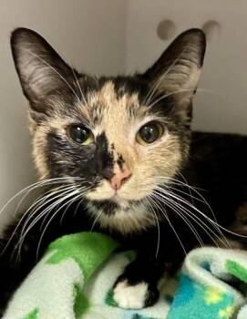 Jolene -  Domestic Short Hair Cat for Adoption in Mason, Michigan - Jolene | PetCurious