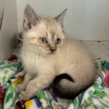 Karma -  Domestic Short Hair Cat for Adoption in Jeffersonville, Indiana - Karma | PetCurious