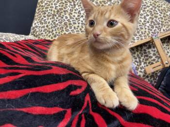 Jansport -  Domestic Short Hair Cat for Adoption in Clarksville, Tennessee - Jansport | PetCurious