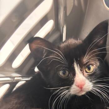 Amelia -  Domestic Short Hair Cat for Adoption in Allentown, Pennsylvania - Amelia | PetCurious