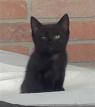 TROUBLE -  Domestic Short Hair Cat for Adoption in Houston, Texas - TROUBLE | PetCurious
