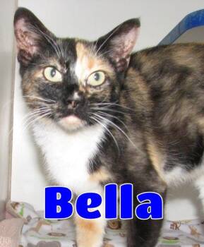 5470 Bella -  Calico Cat for Adoption in Lawrenceburg, Kentucky - 5470 Bella | PetCurious
