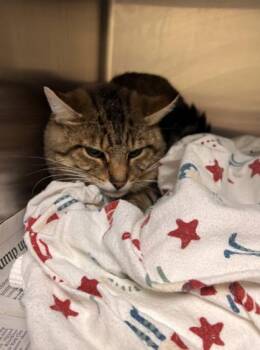 Rescue Domestic Short Hair Cats for Adoption in Virginia Beach, Virginia - 179626 The Great Catsby | PetCurious