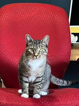 Rescue Domestic Short Hair Cats for Adoption in Bloomfield, New Jersey - Peppermint Patty | PetCurious