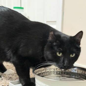 "Peewee" -  Domestic Short Hair Cat for Adoption in Salt Lake City, Utah - "Peewee" | PetCurious